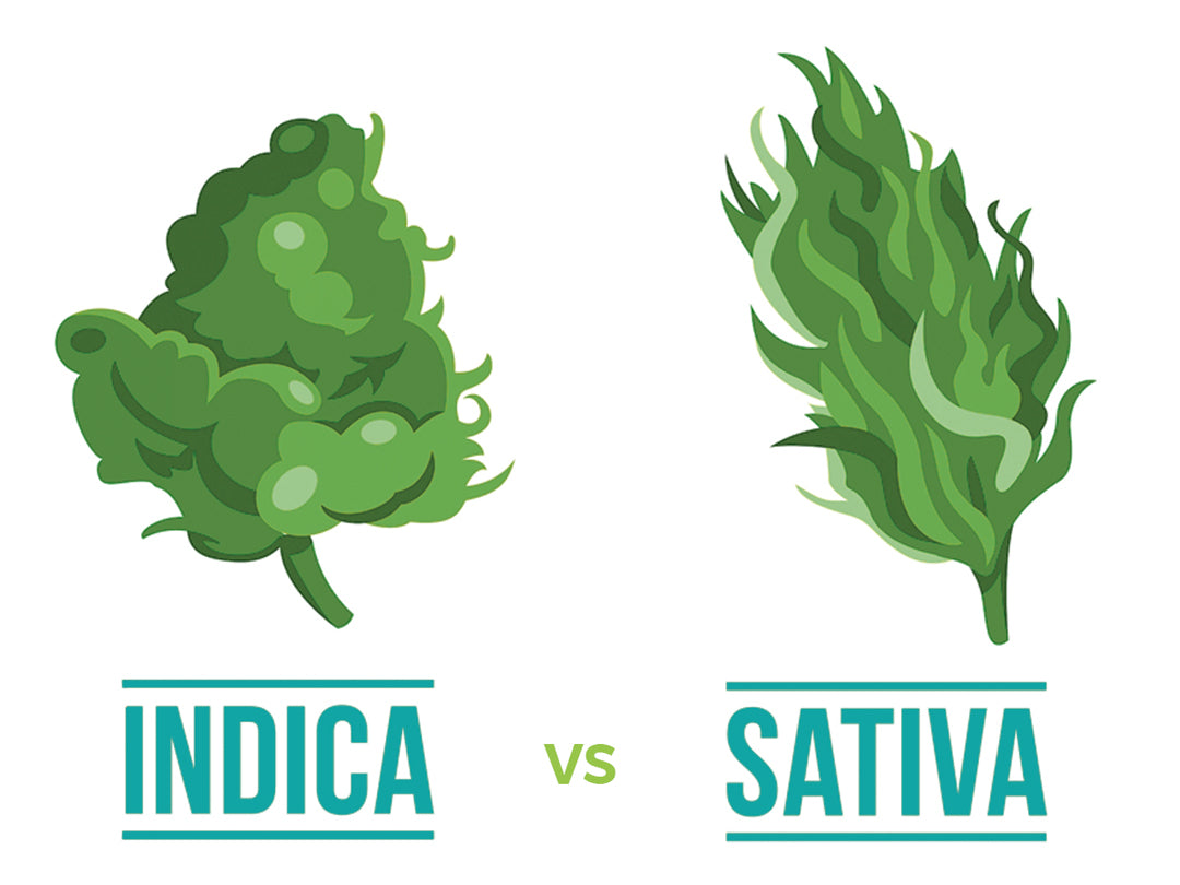 What's The Difference Between Indica and Sativa?