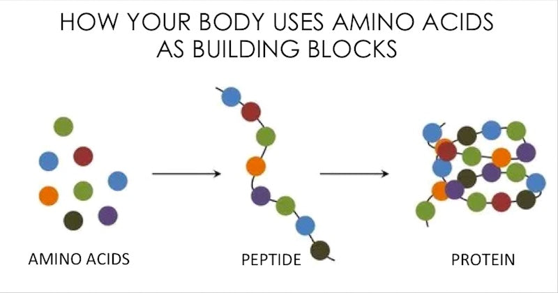 What Are Proteins (and What Do They Do)?