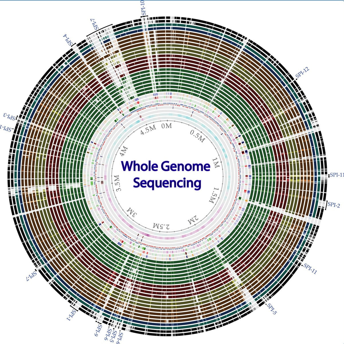 Human Genome Sequence