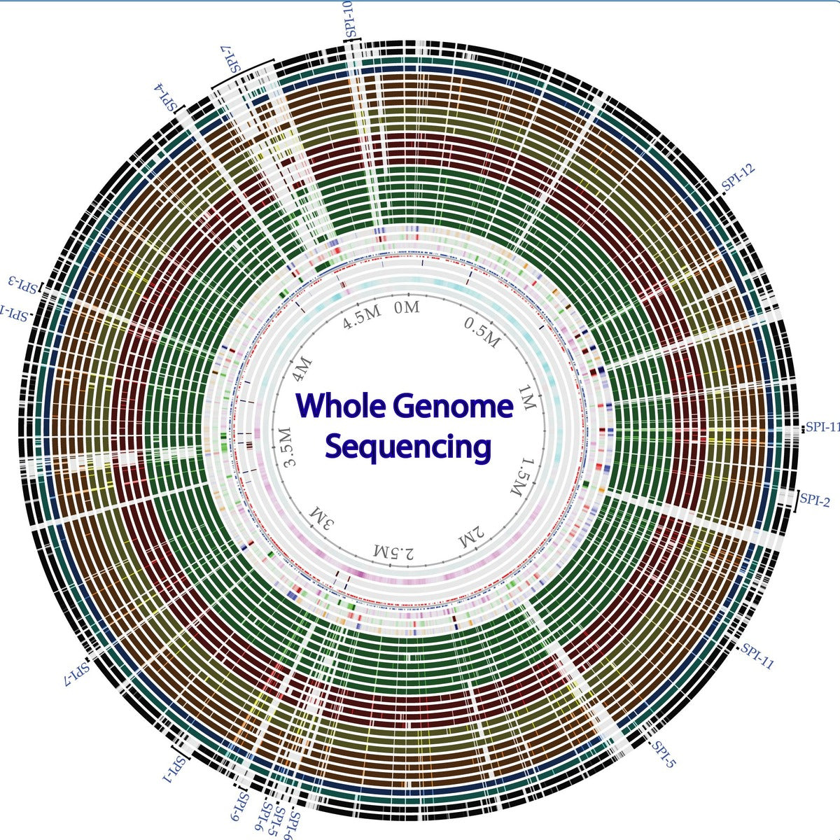 What is the Genome?