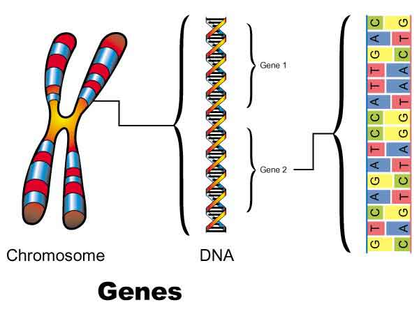 What Are Genes Made Of?