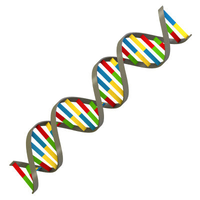 What is a strand of DNA?